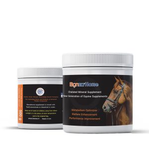 Bonzahorse