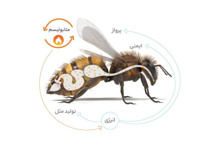 متابولیسم زنبورعسل