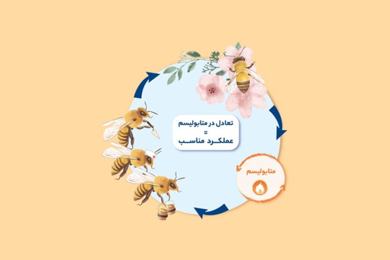 تاثیر کلات پیشرفته بر متابولیسم زنبورعسل