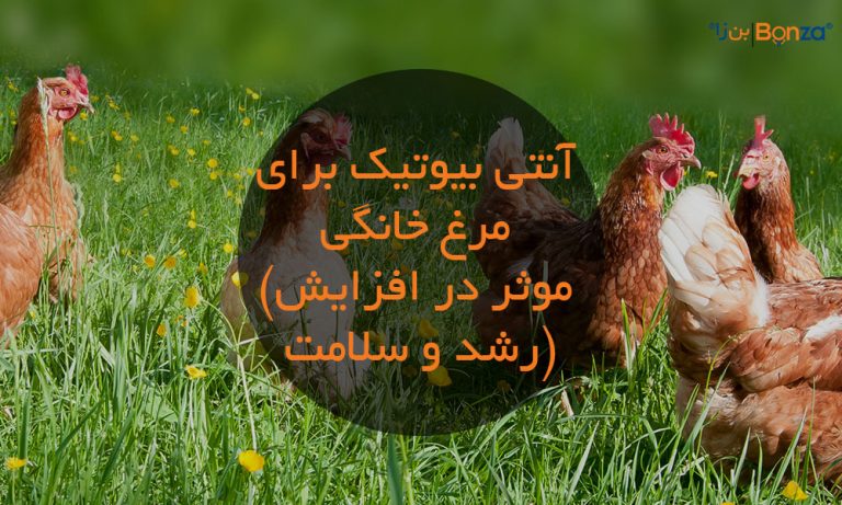 آنتی بیوتیک برای مرغ خانگی (موثر در افزایش رشد و سلامت)