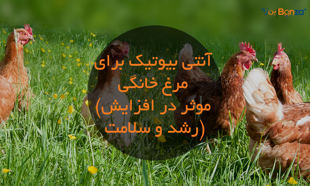 آنتی بیوتیک برای مرغ خانگی (موثر در افزایش رشد و سلامت)