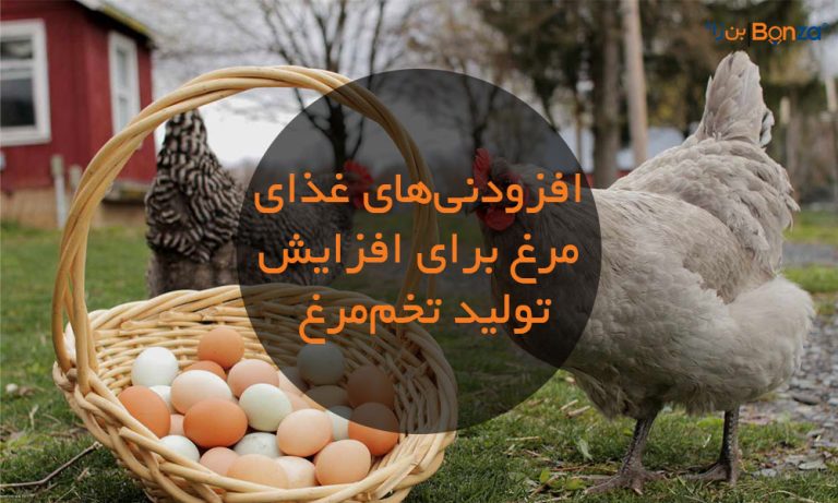 افزودنی‌های غذای مرغ برای افزایش تولید تخم‌مرغ