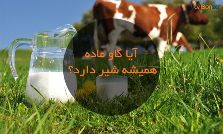 آیا گاو ماده همیشه شیر دارد؟