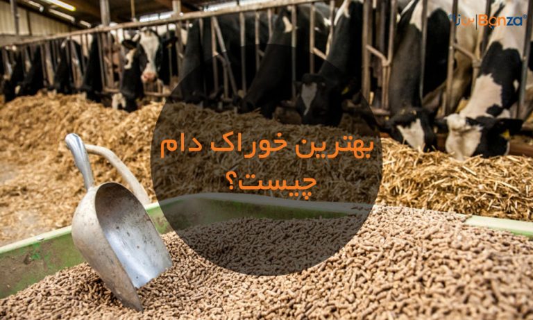 بهترین خوراک دام چیست؟