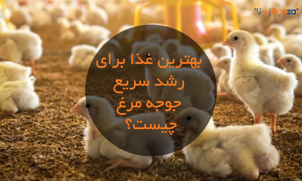 بهترین غذا برای رشد سریع جوجه مرغ چیست؟