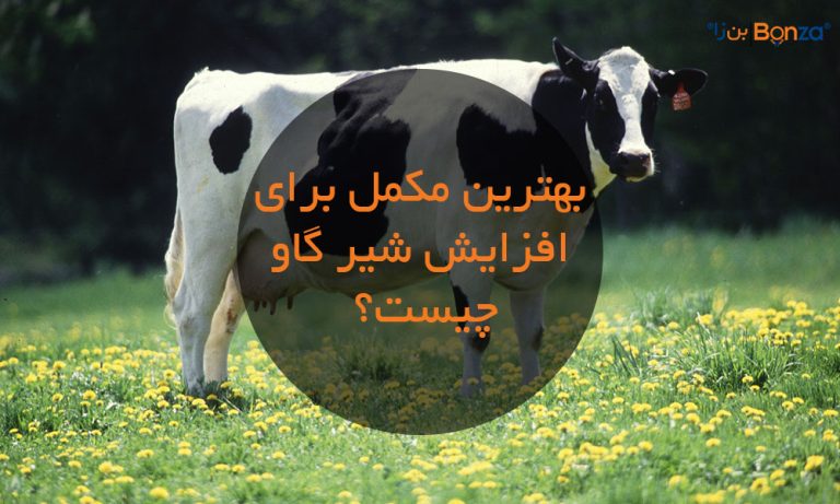 بهترین مکمل برای افزایش شیر گاو چیست؟