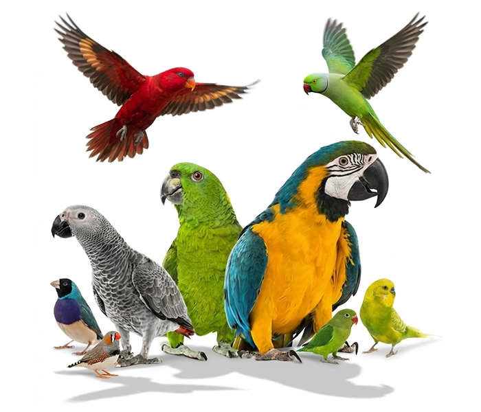 درباره بن زا چیکو