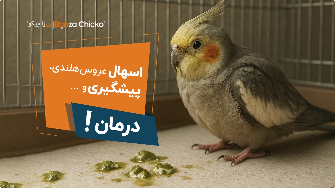اسهال عروس هلندی، پیشگیری و درمان