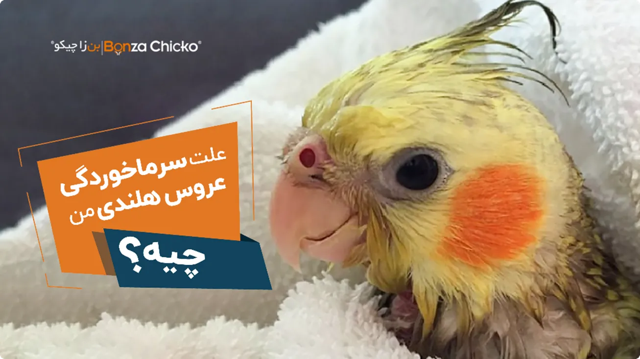 علائم و چگونگی درمان سرماخوردگی عروس هلندی