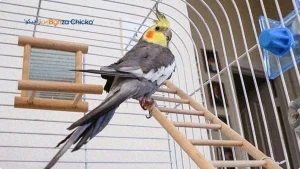 عروس هلندی خاکستری (نرمال گری)