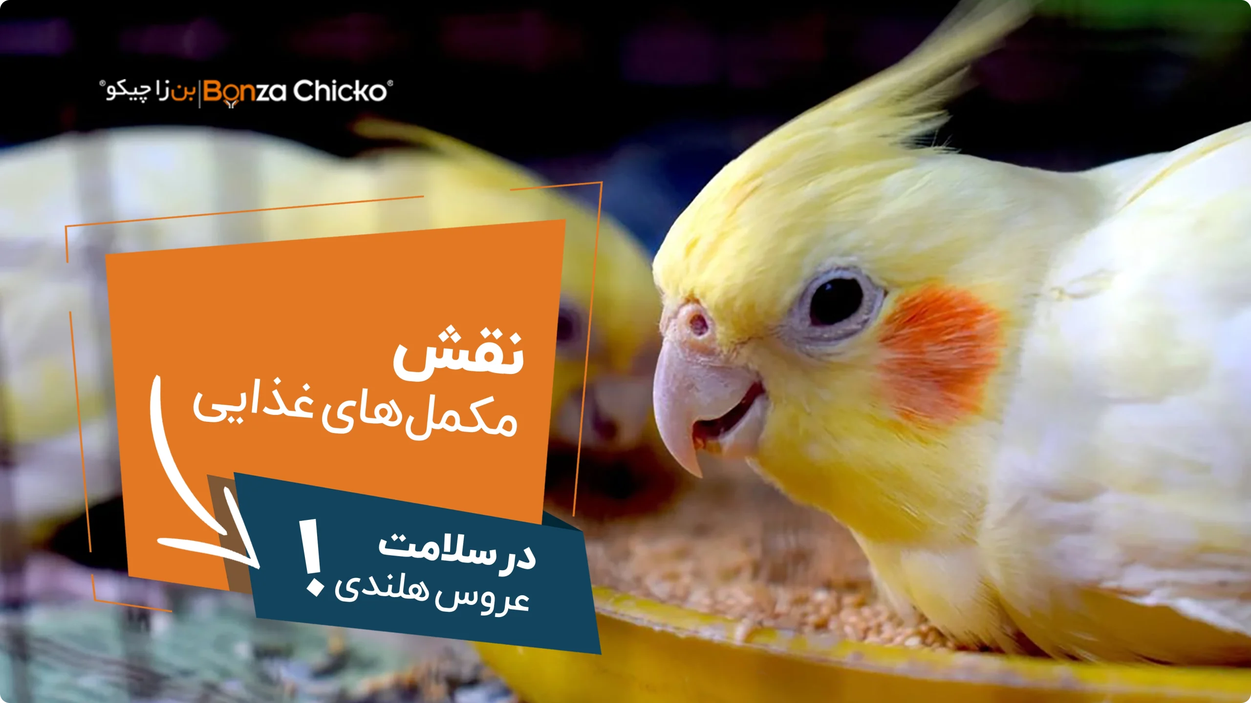 نقش مکمل‌های غذایی در سلامت عروس هلندی