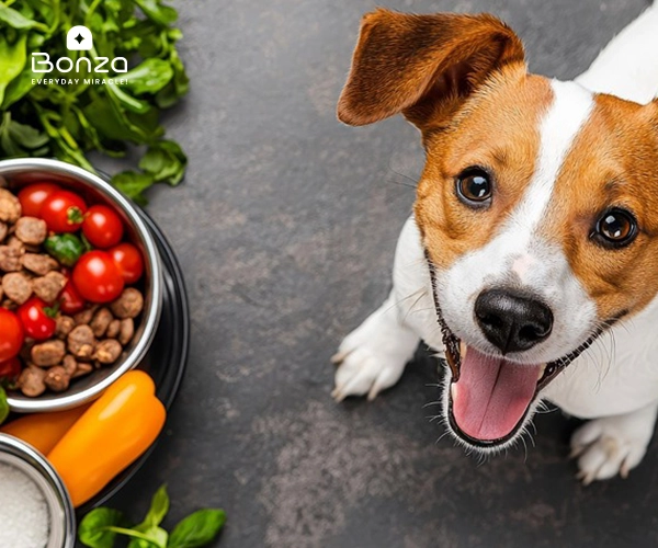 چگونه سگ را چاق کنیم؟